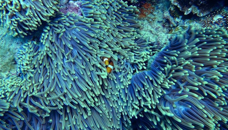 Fond marin polynésien avec coraux et poisson-clown — symbole de la biodiversité du lagon et de la protection des récifs en Polynésie française