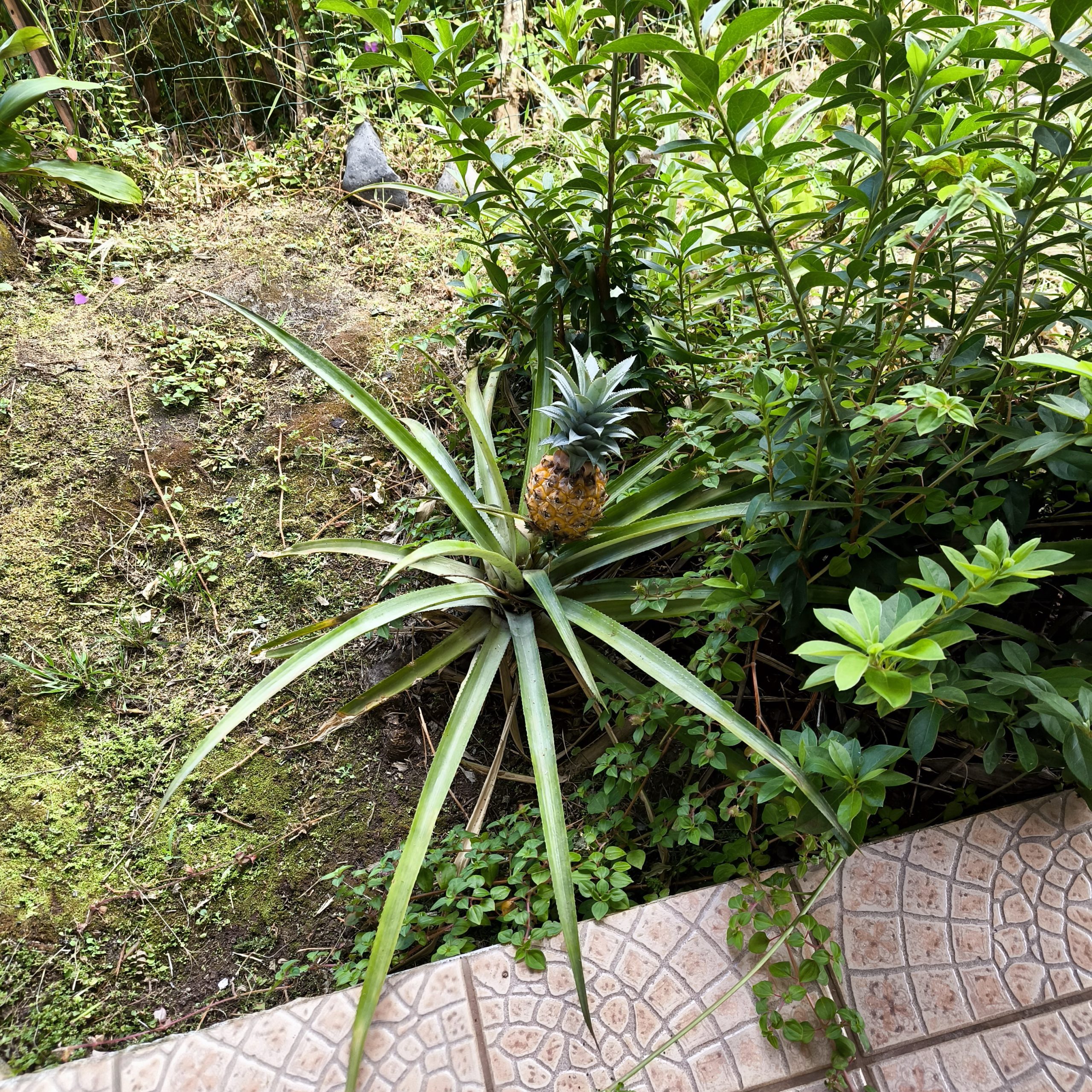 Ananas poussant dans notre jardin à Raiatea