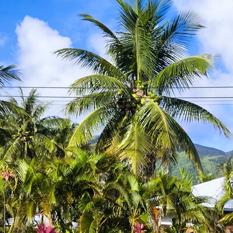 Cocotiers