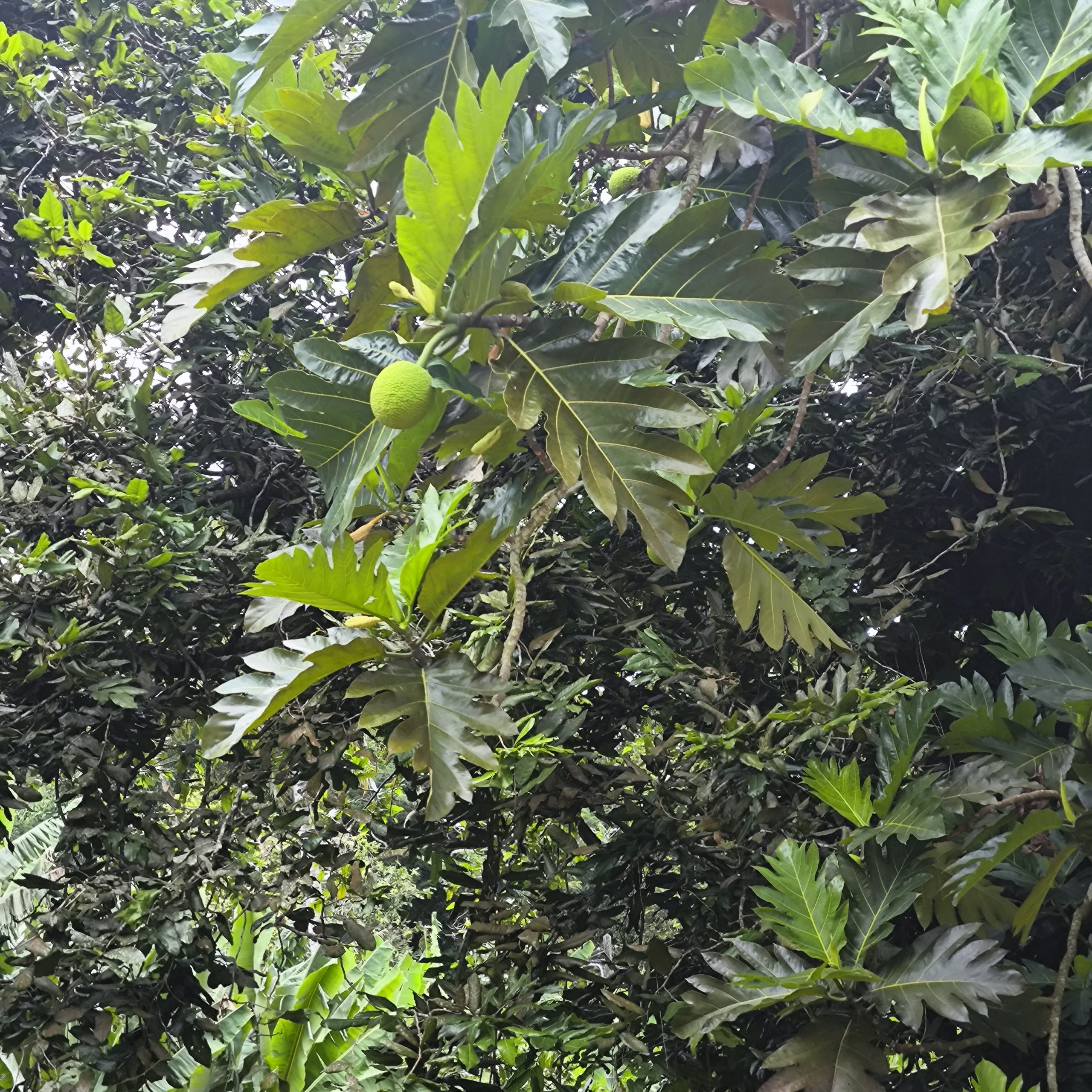 Arbre à uru à Raiatea