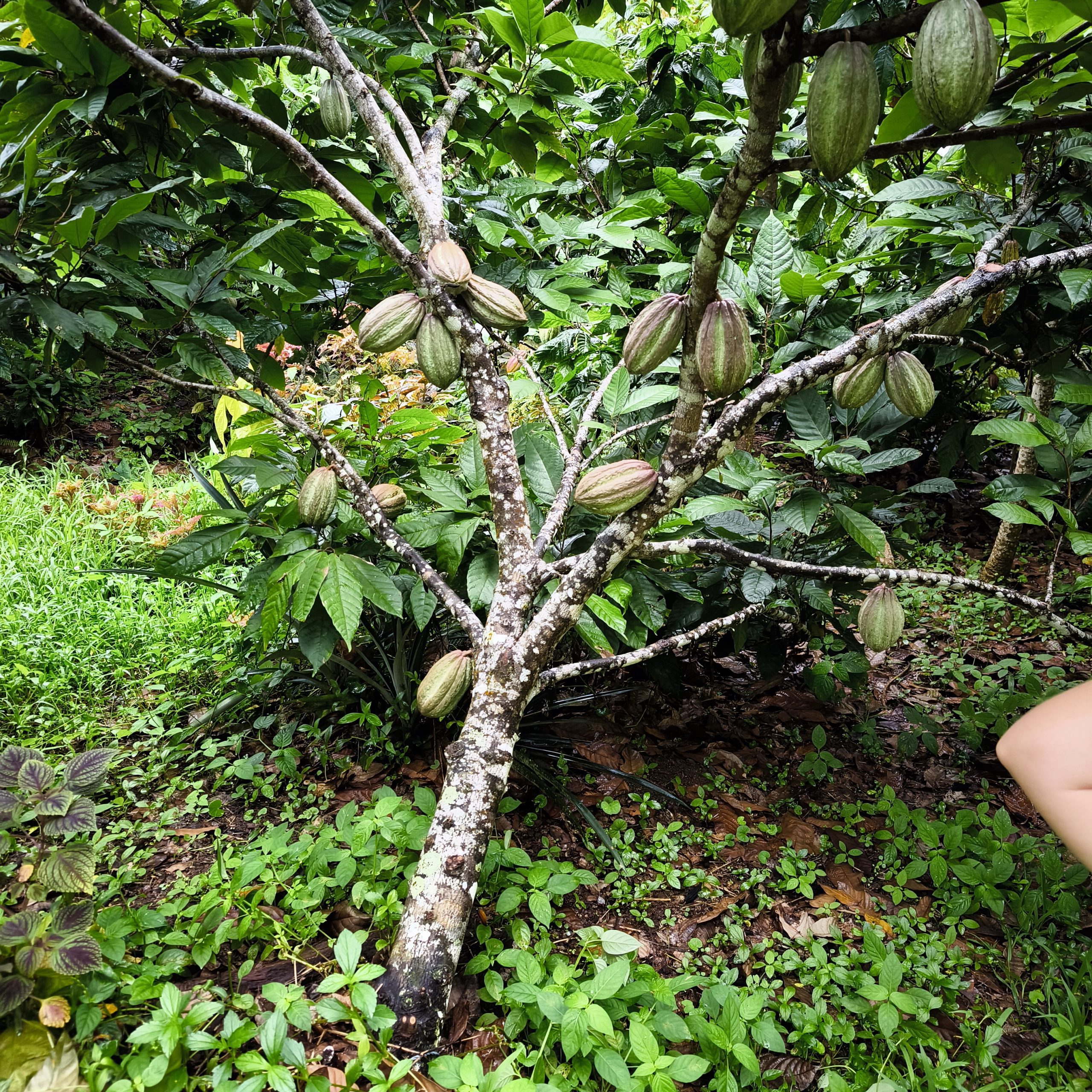 Plantation de cacaoyers à Raiatea Polynésie française visite Arome Chocolat