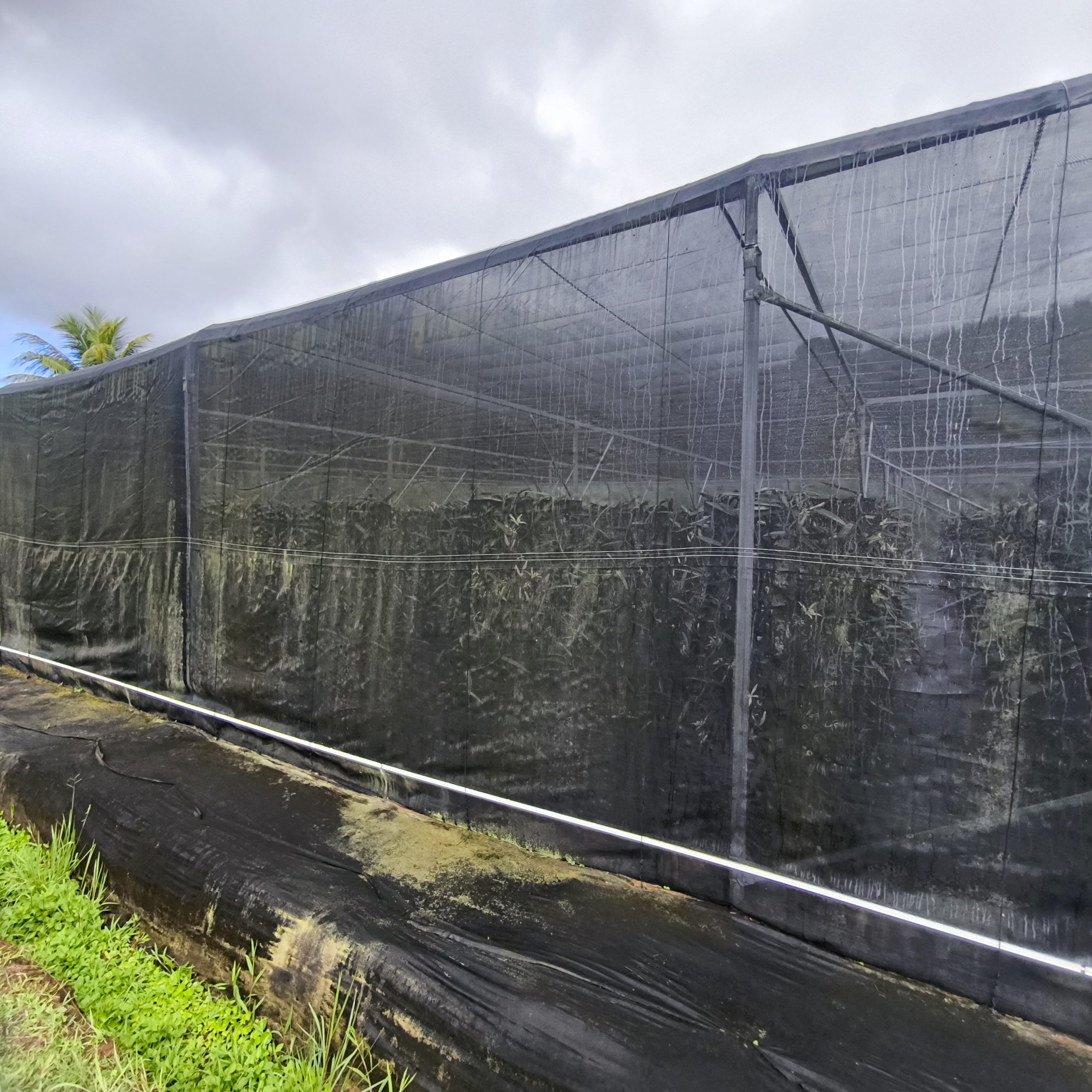 Grande serre de culture de vanille dans la vallée de Fa'aroa à Raiatea