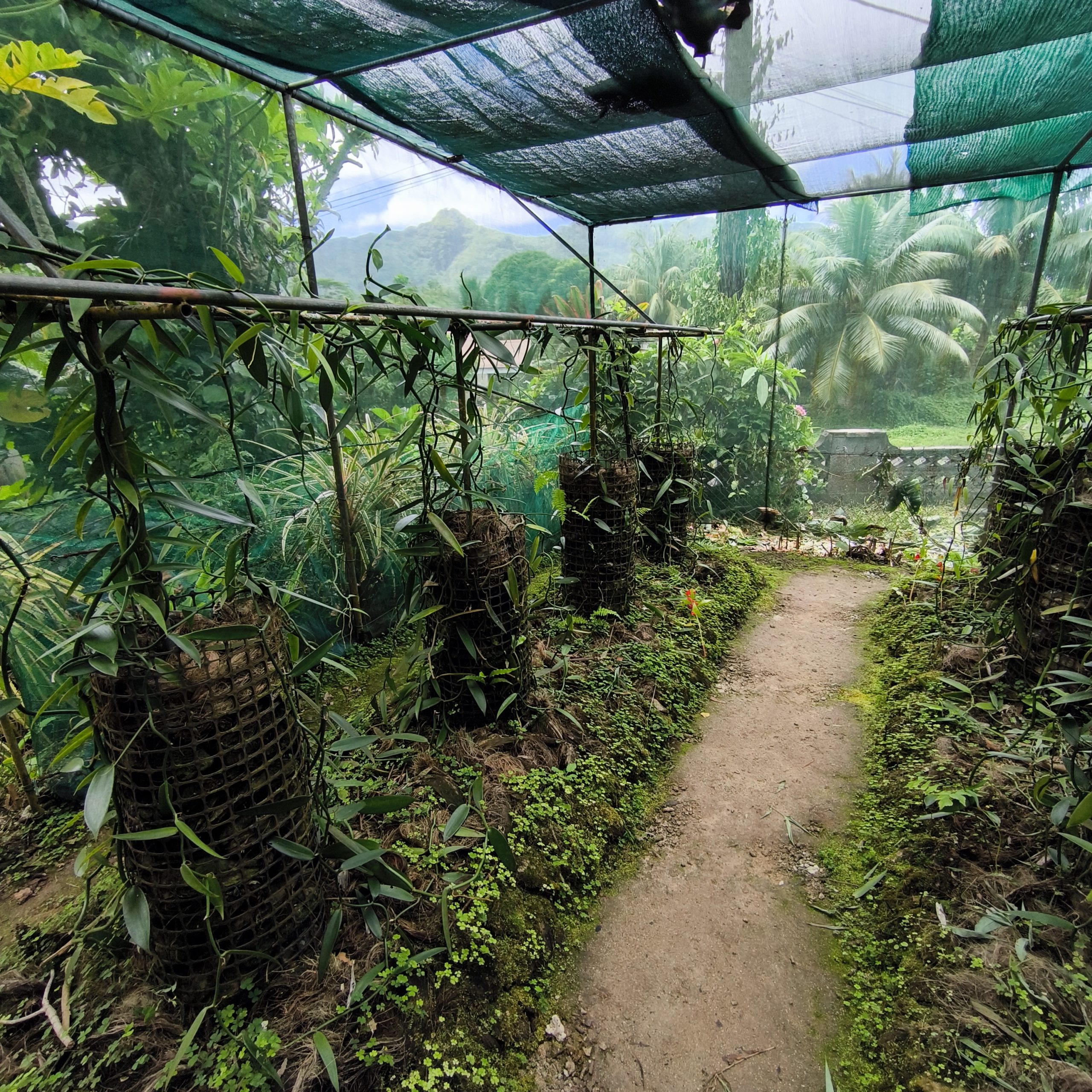 Allée de lianes de vanille sous serre dans une vanilleraie de Huahine, Polynésie française